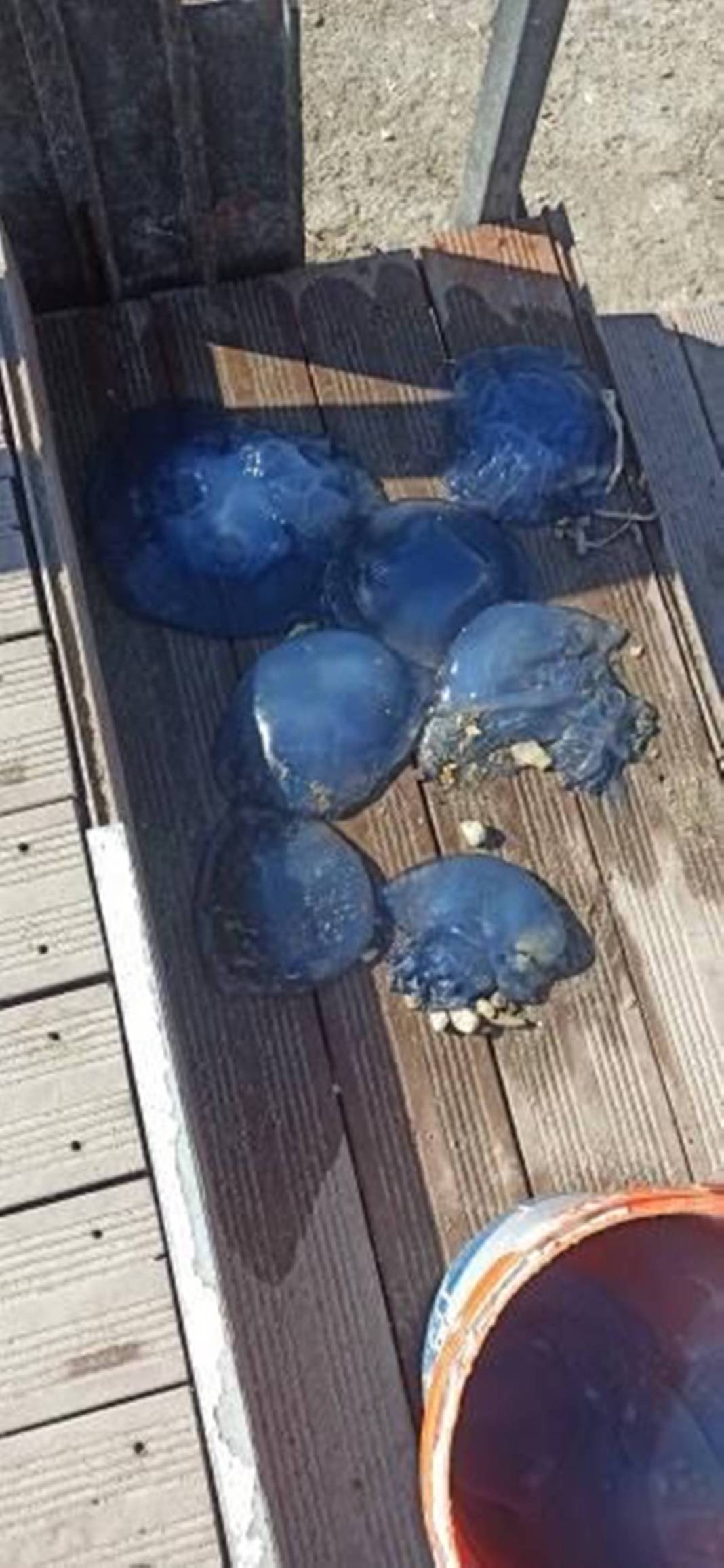 O ilimizde 'istila' sürüyor! Bütün kıyıyı ele geçirdiler, bu yıl çok artış var 7